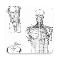 Drawing Human Body